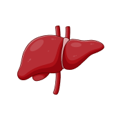 Biliary Tract and Liver