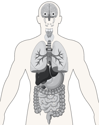 Diagram of a human body labeling the head, neck, chest, and abdomen