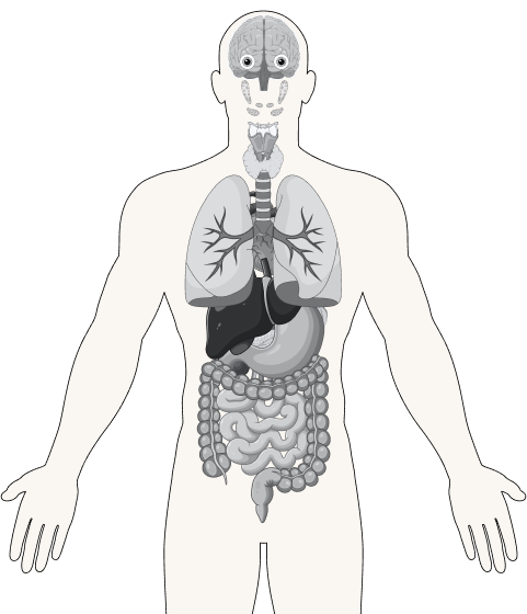 Diagram of a human body labeling the head, neck, chest, and abdomen