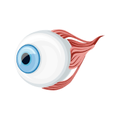 Eye Sockets