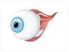 Eye Sockets