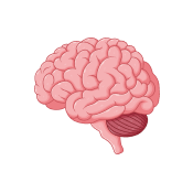 Meninges