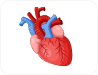 Heart and Aorta