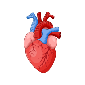 Heart and Aorta