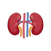 Kidneys