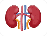 Kidneys