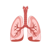 Lungs