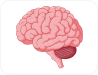 Meninges