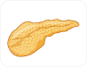 Pancreas
