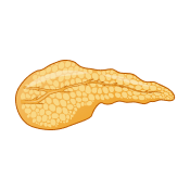 Pancreas