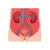 Retroperitoneum
