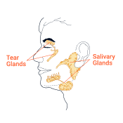 Salivary and Tear Glands