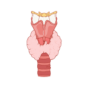 Thyroid and Pituitary Glands