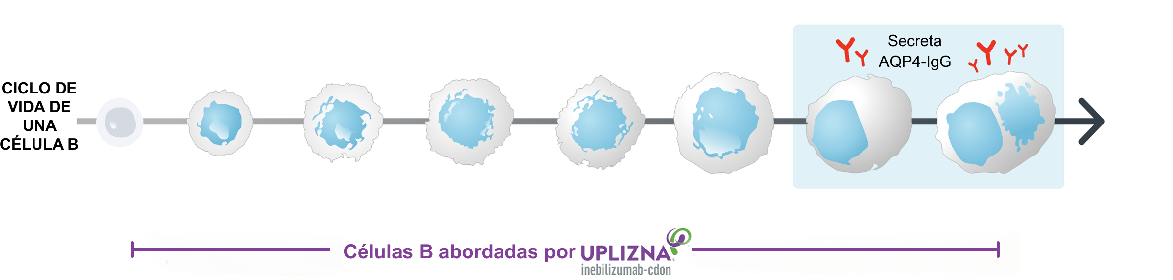 UPLIZNA-b-cell-targeting-diagram