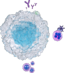 Role of B cells in NMSOD