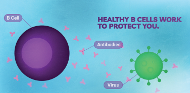 B-cells-help-fight