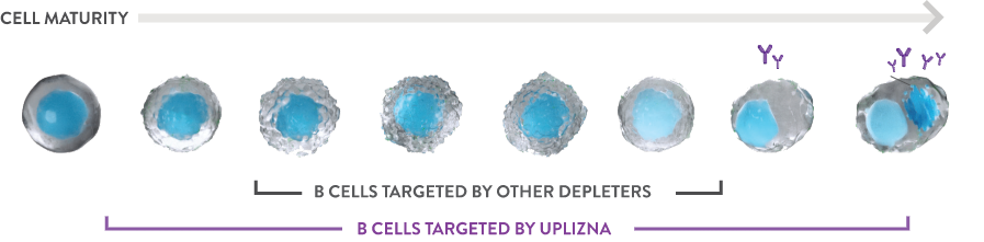 Chart showing what B-cells are targeted by UPLIZNA in the B-cell life cycle compared to those targeted by other B-cell depleting therapies